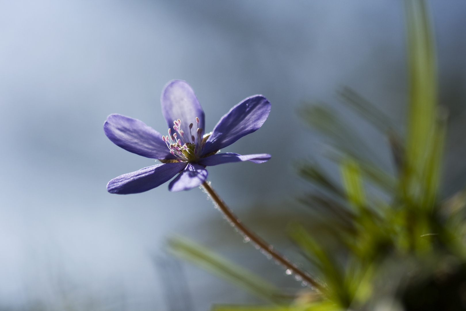 Leberblümchen