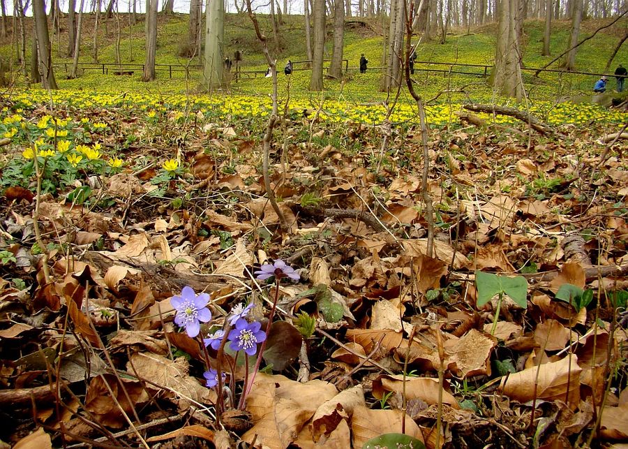 Leberblümchen