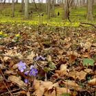 Leberblümchen