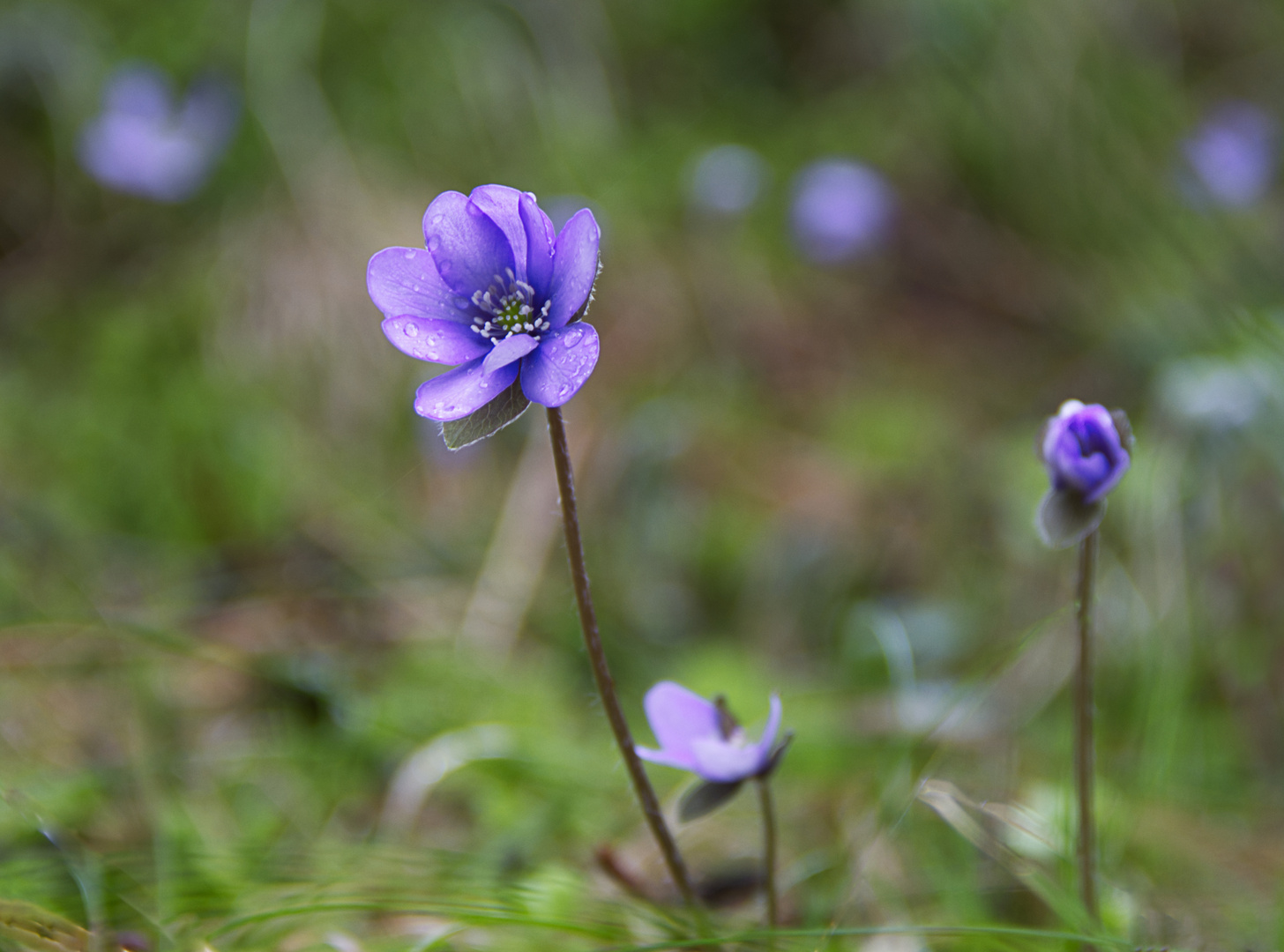 Leberblümchen...