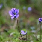 Leberblümchen...