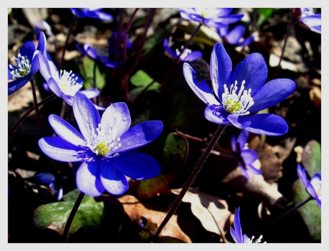 Leberblümchen