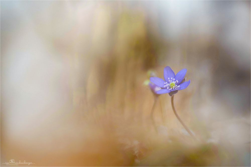 Leberblümchen