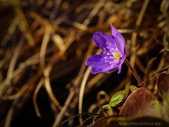 Leberblümchen