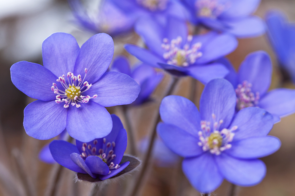 Leberblümchen