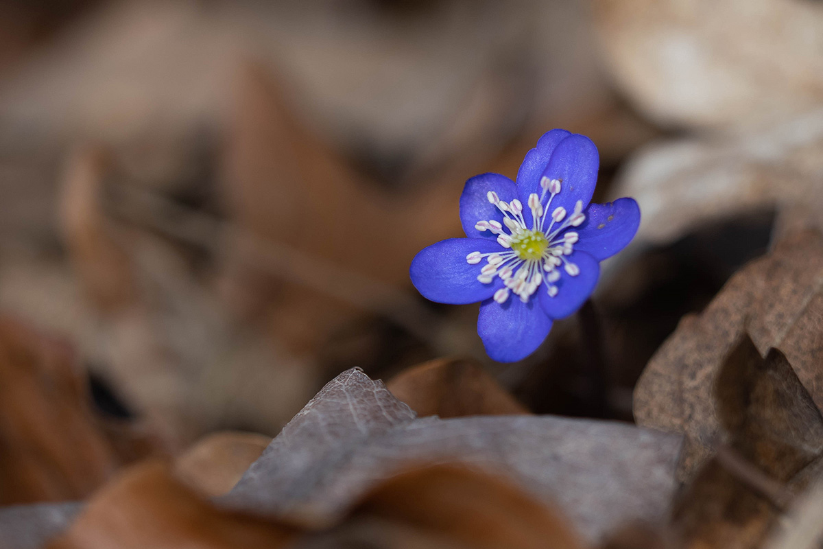 Leberblümchen