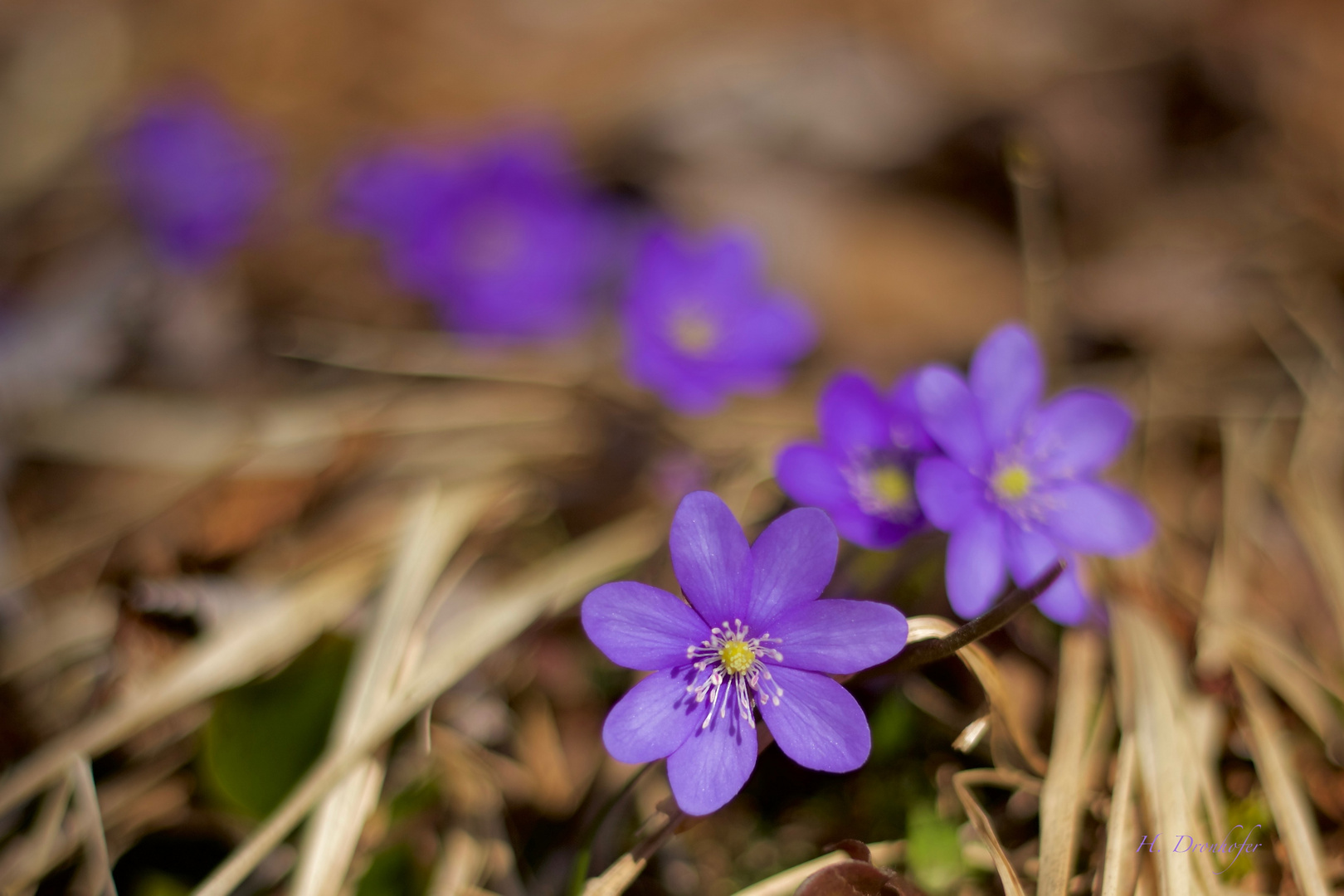 Leberblümchen