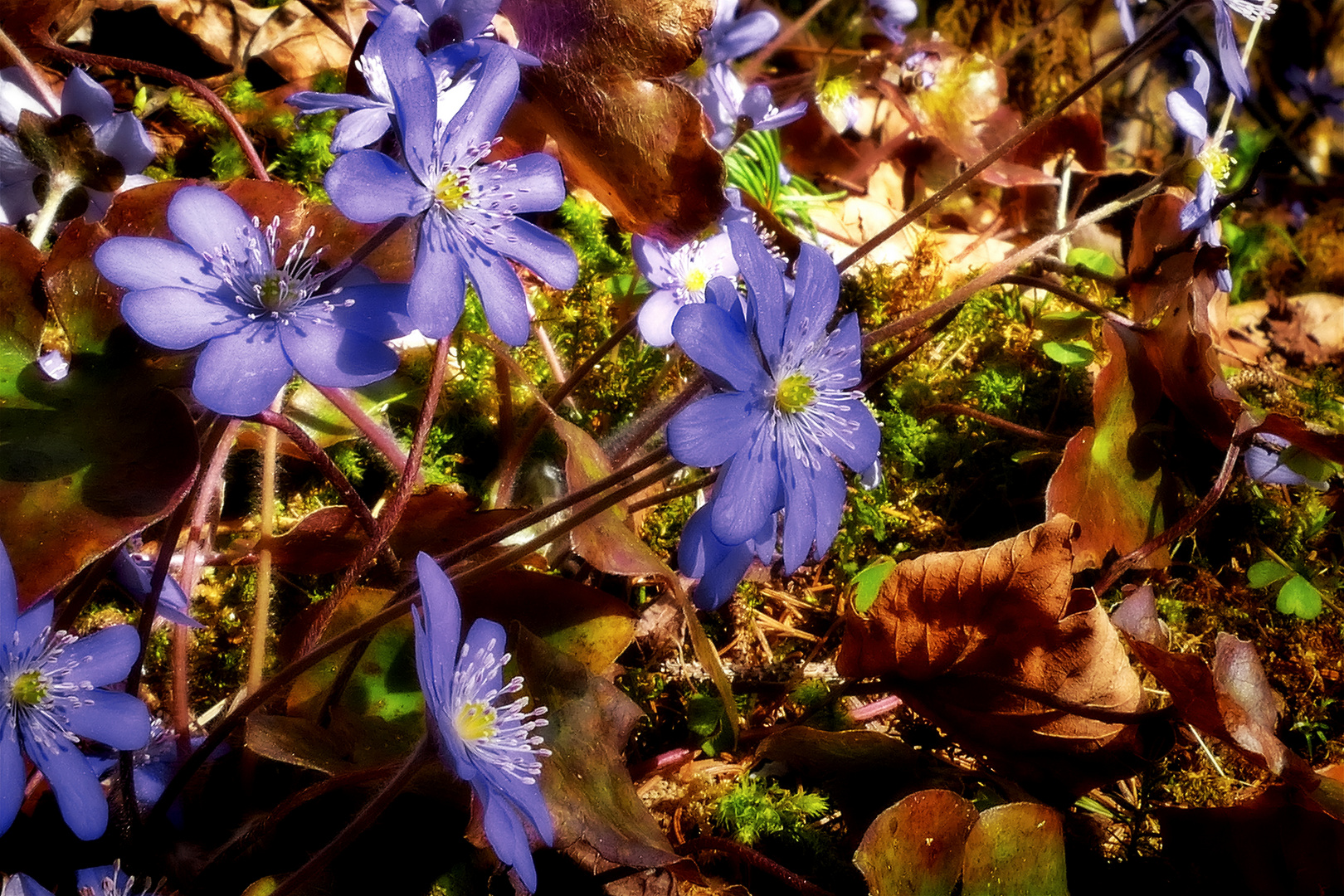 Leberblümchen