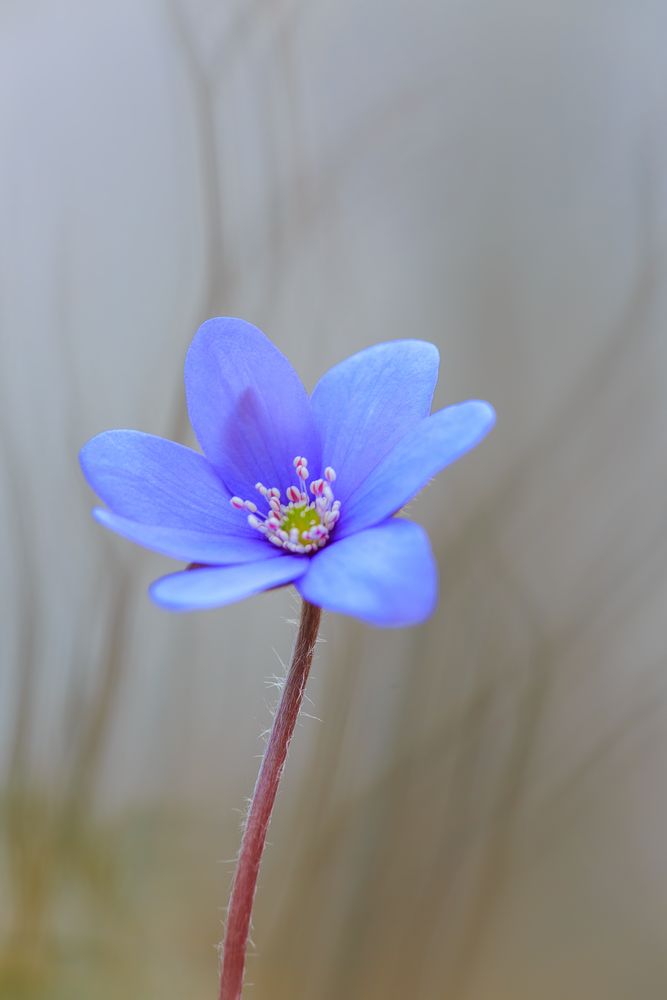 Leberblümchen