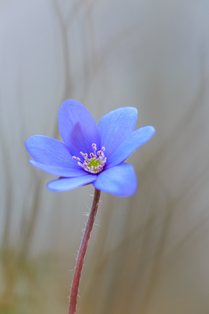 Leberblümchen