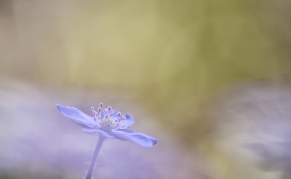 Leberblümchen