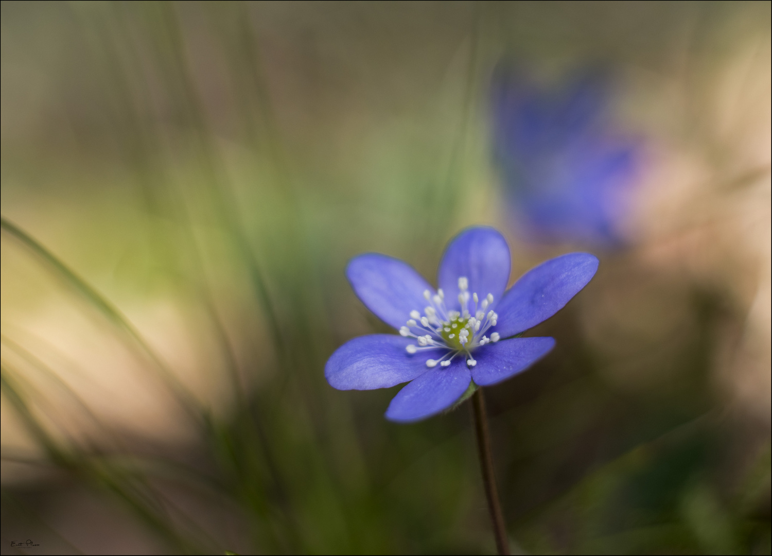 Leberblümchen