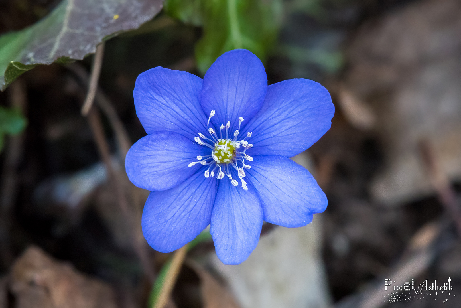 Leberblümchen