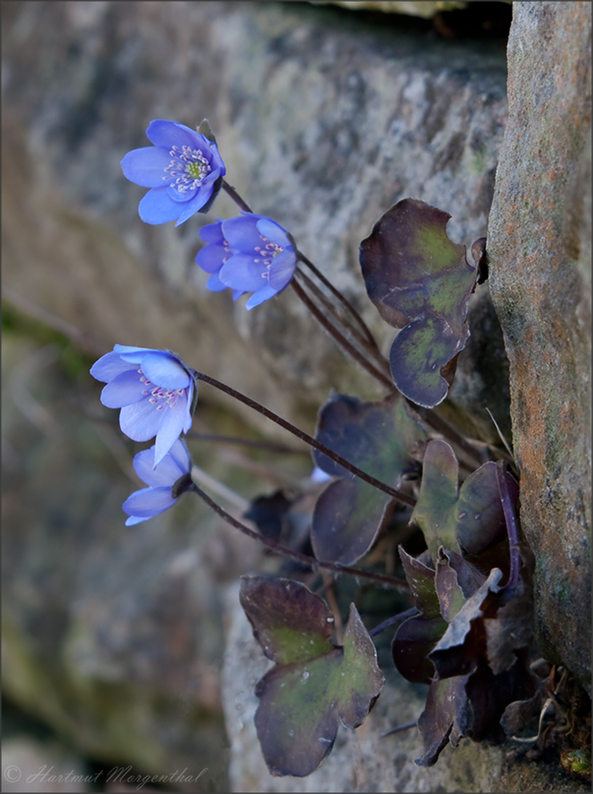 Leberblümchen