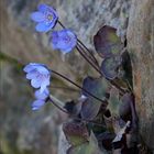 Leberblümchen