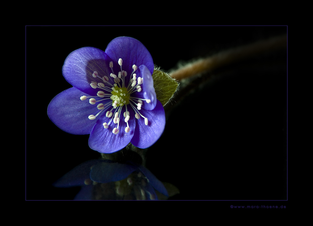 Leberblümchen