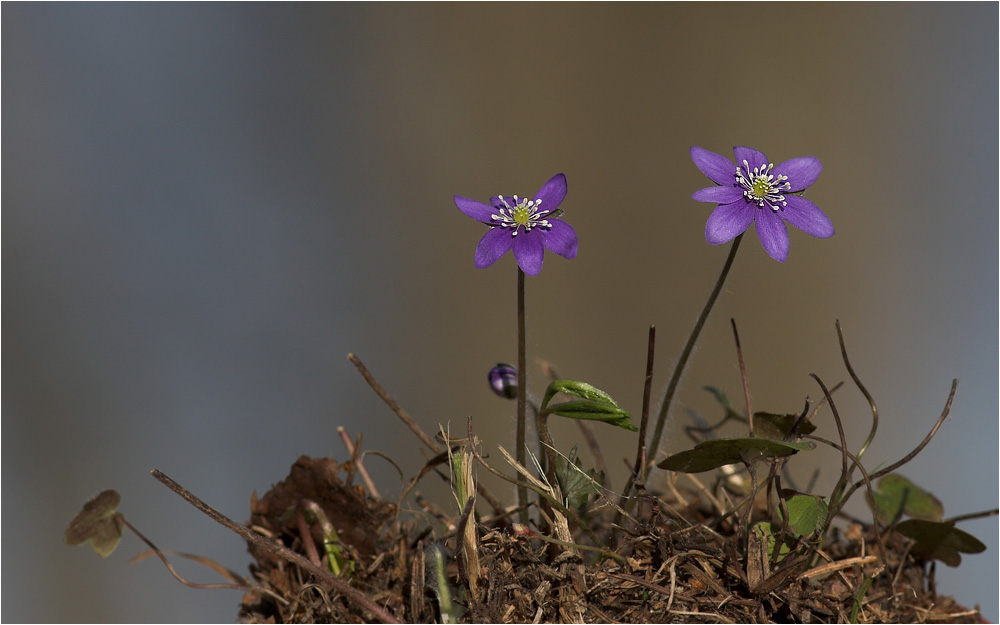 Leberblümchen