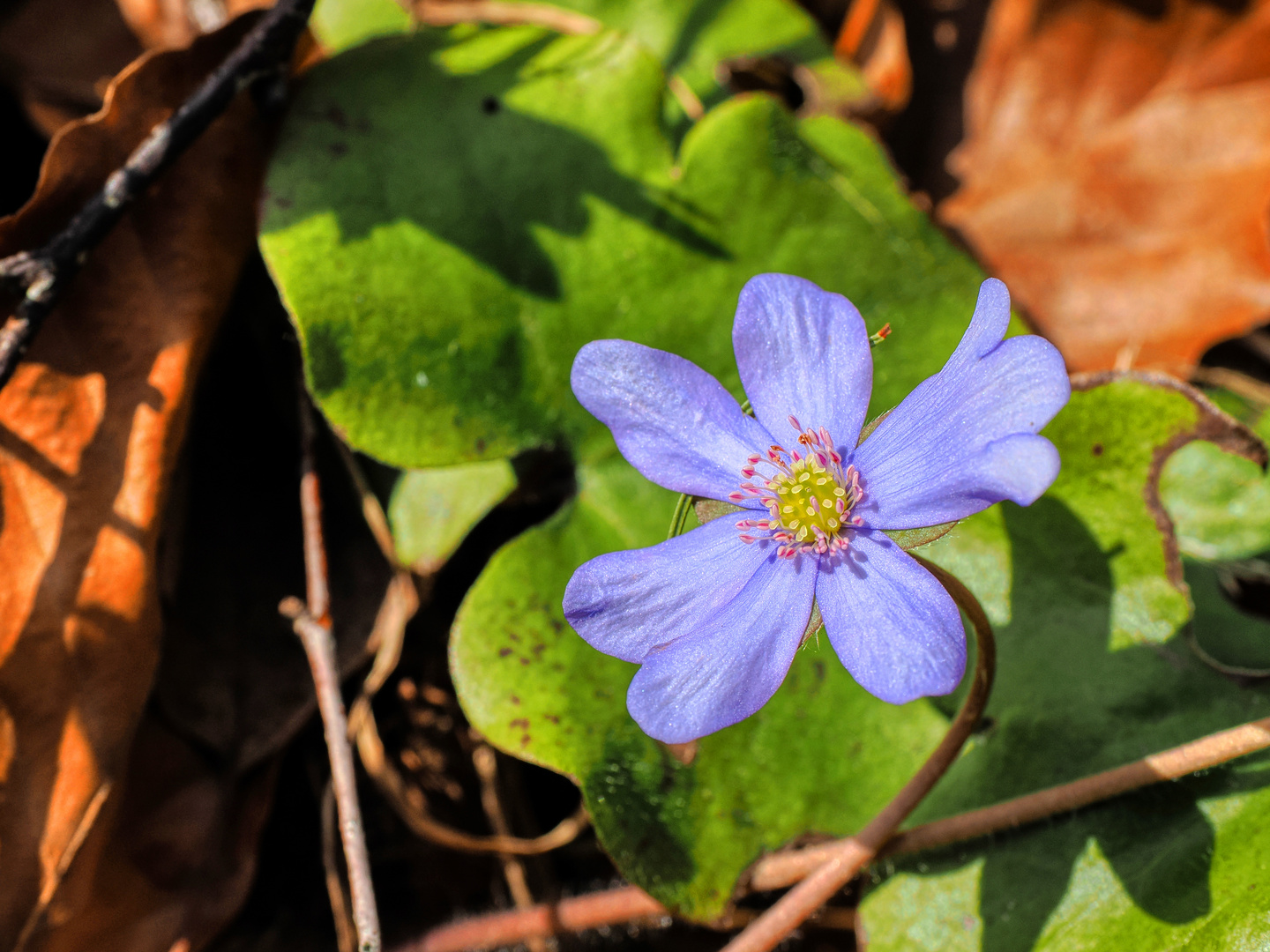 Leberblümchen