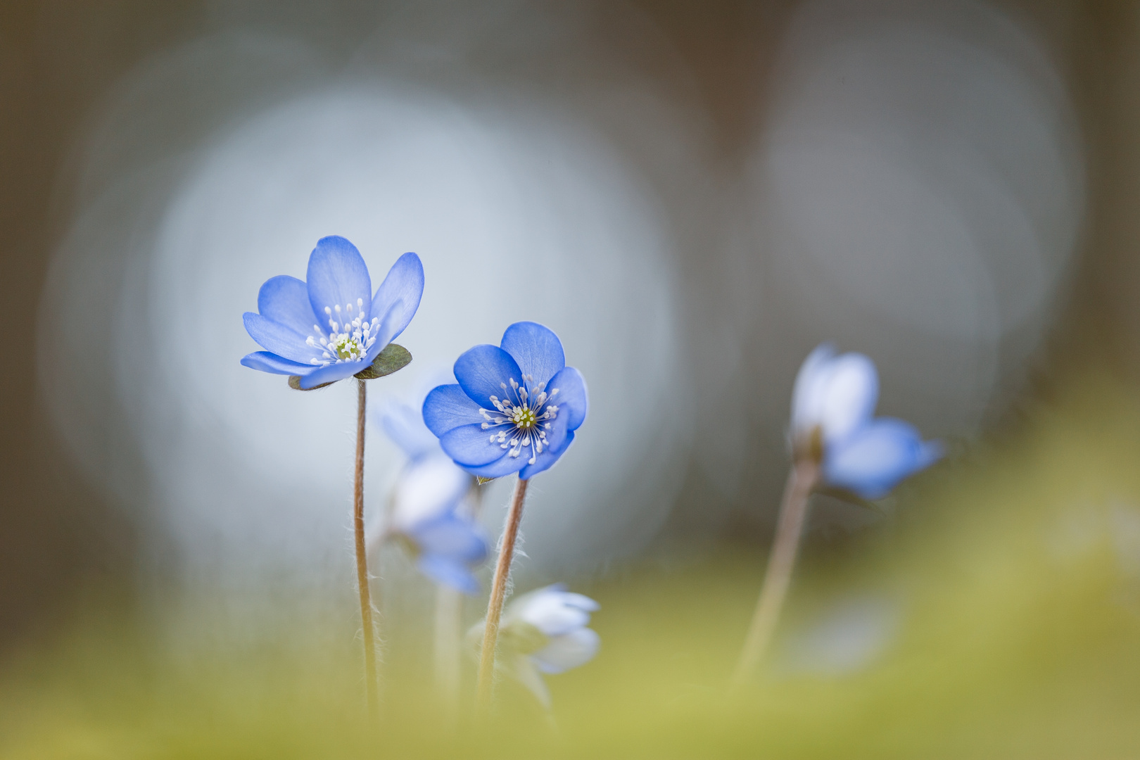 Leberblümchen