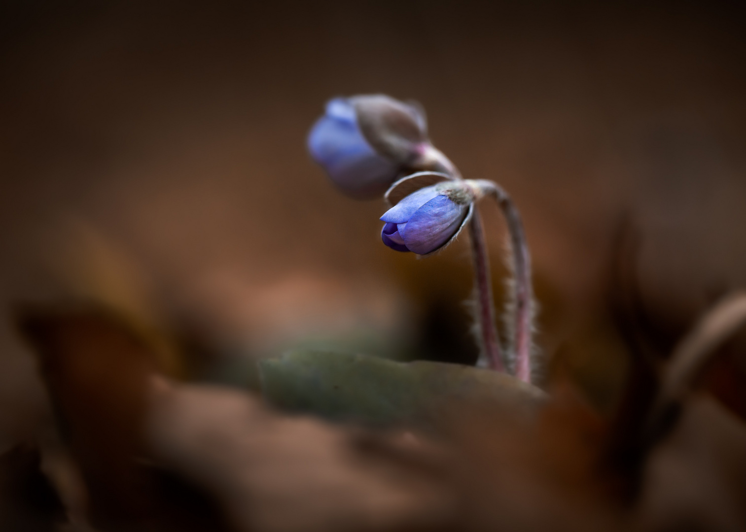 Leberblümchen erwachen