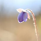 Leberblümchen erwacht