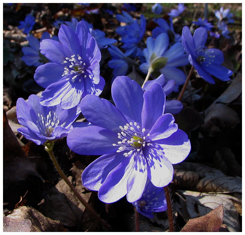 Leberblümchen