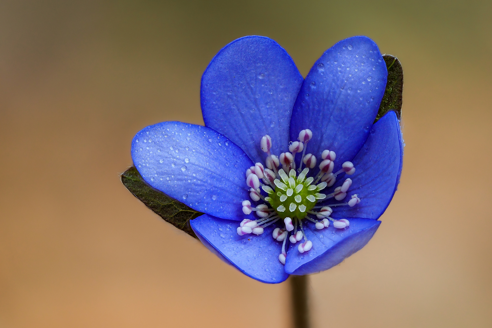 Leberblümchen