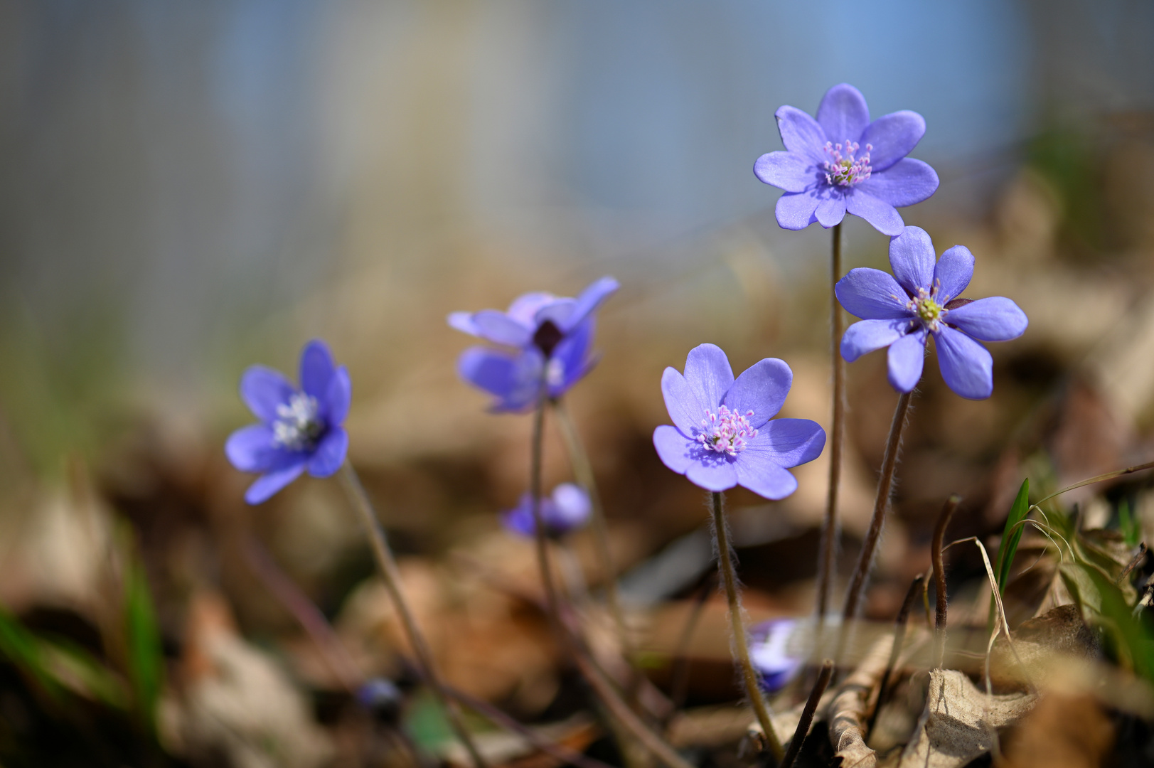 Leberblümchen