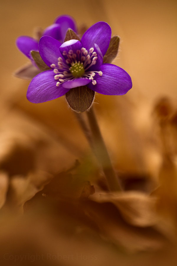 Leberblümchen