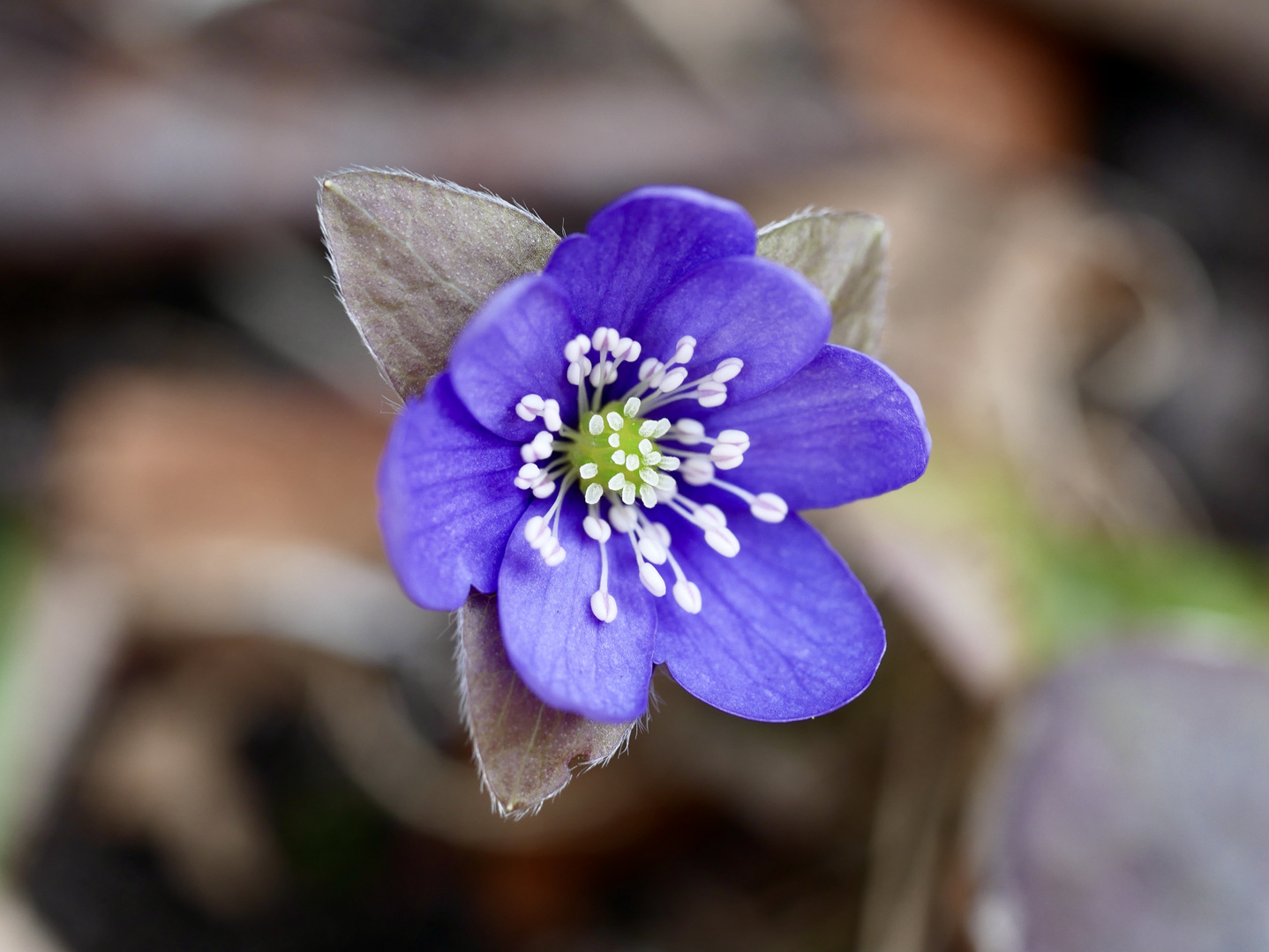 Leberblümchen