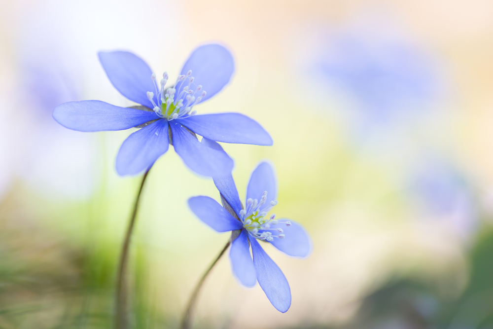 leberblümchen