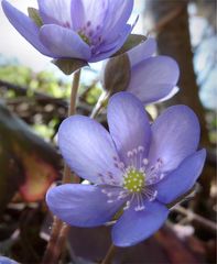 Leberblümchen