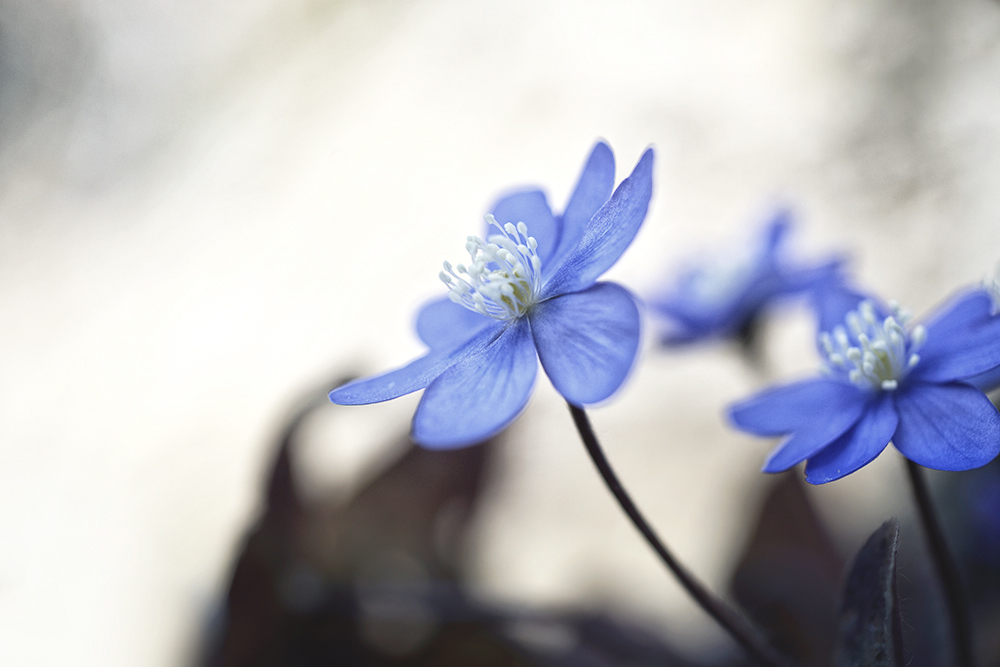 Leberblümchen