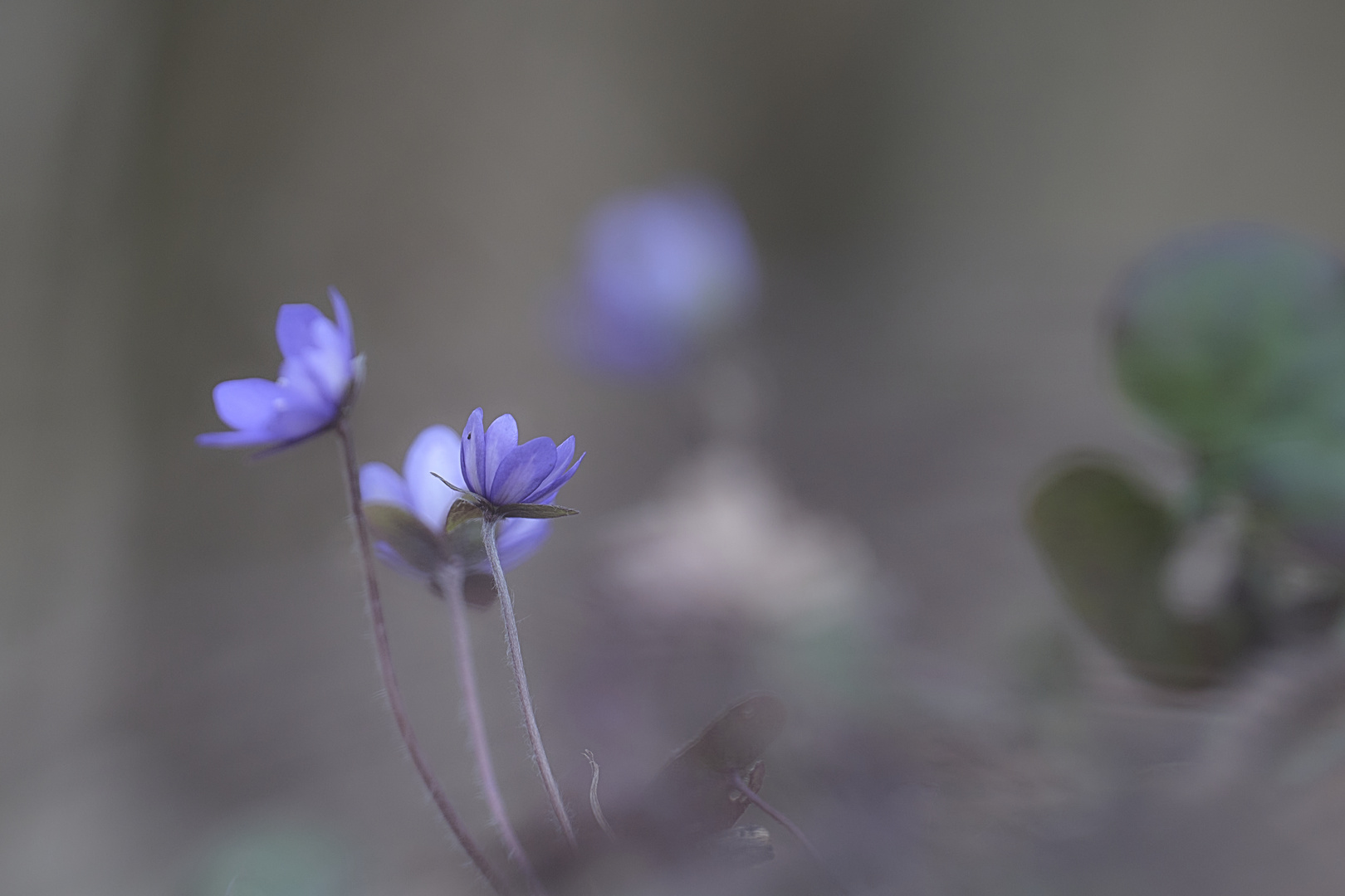 Leberblümchen