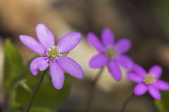 Leberblümchen