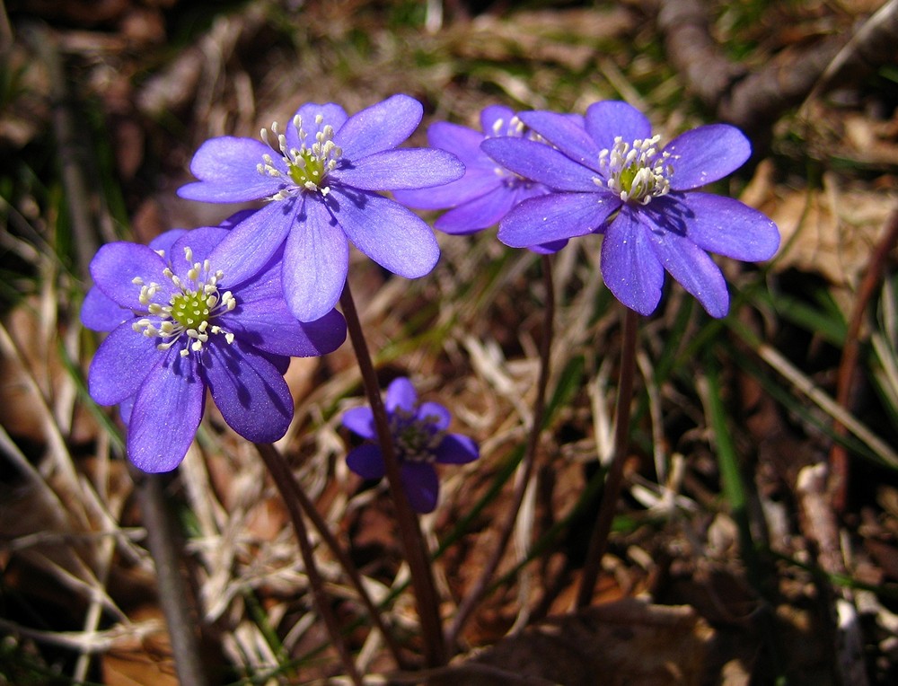 Leberblümchen