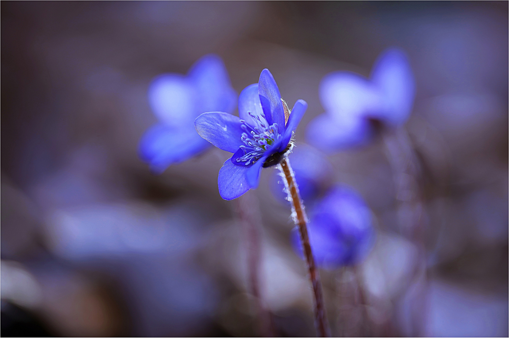 Leberblümchen