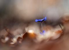 Leberblümchen