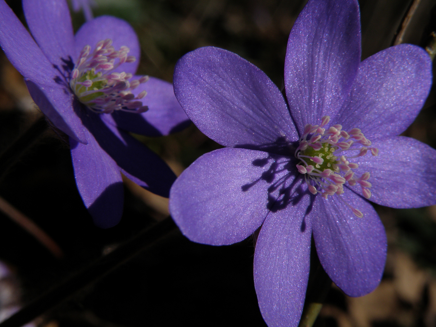 Leberblümchen