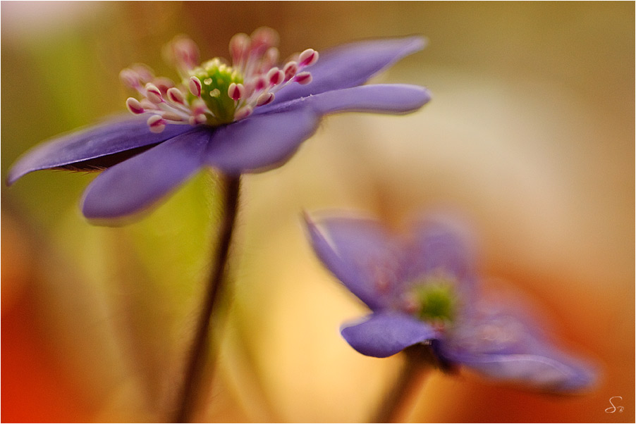 Leberblümchen