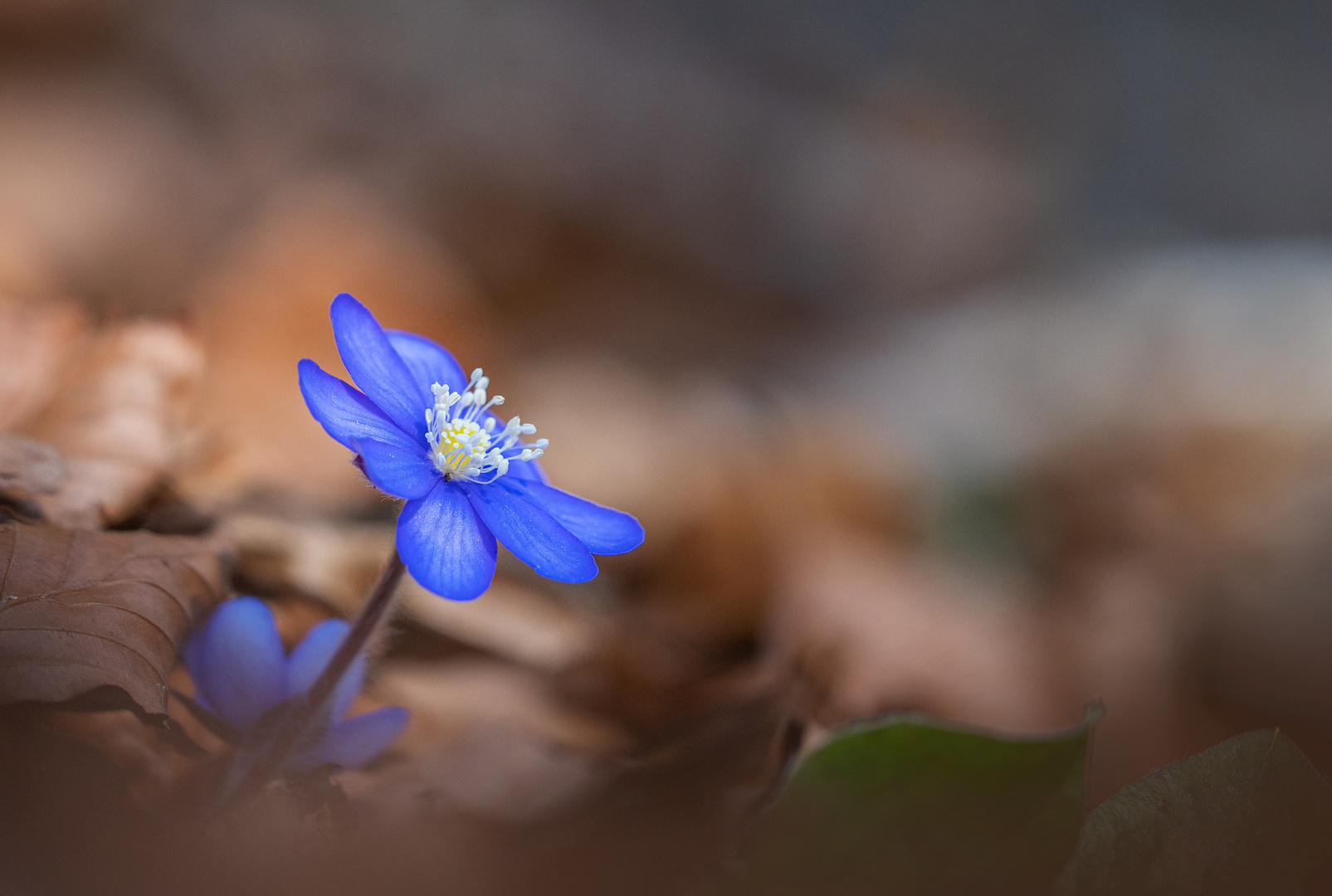 Leberblümchen