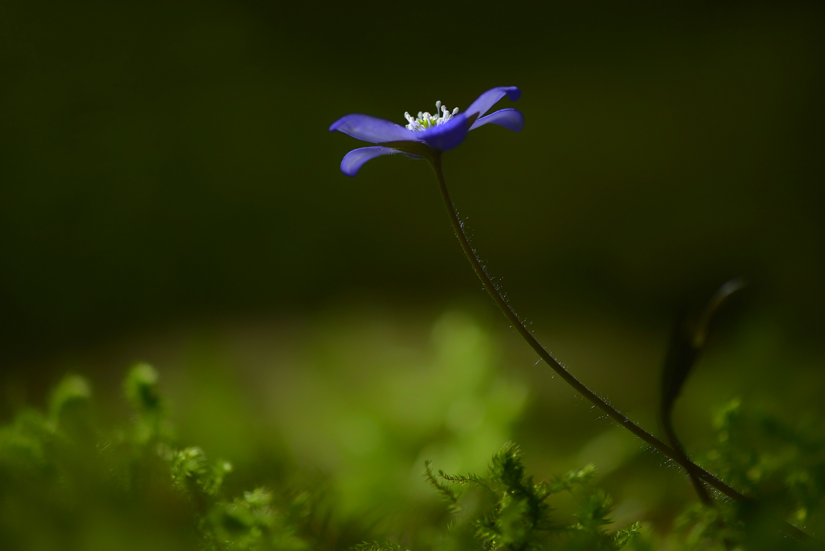 Leberblümchen