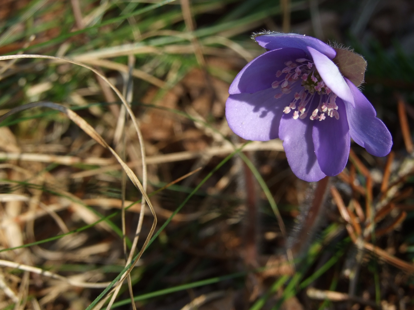 Leberblümchen