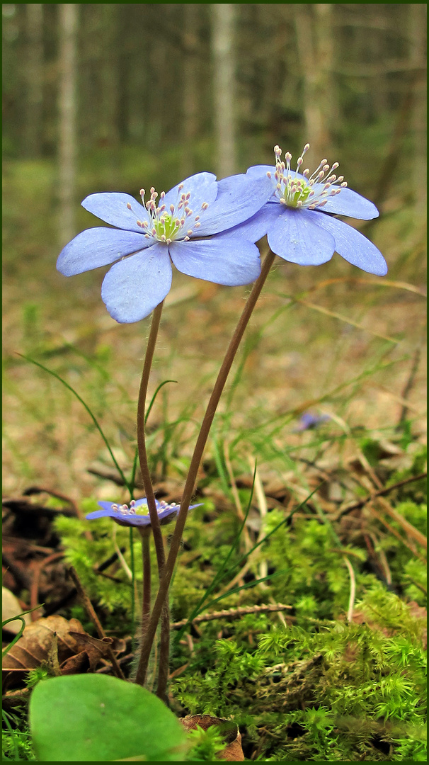 Leberblümchen