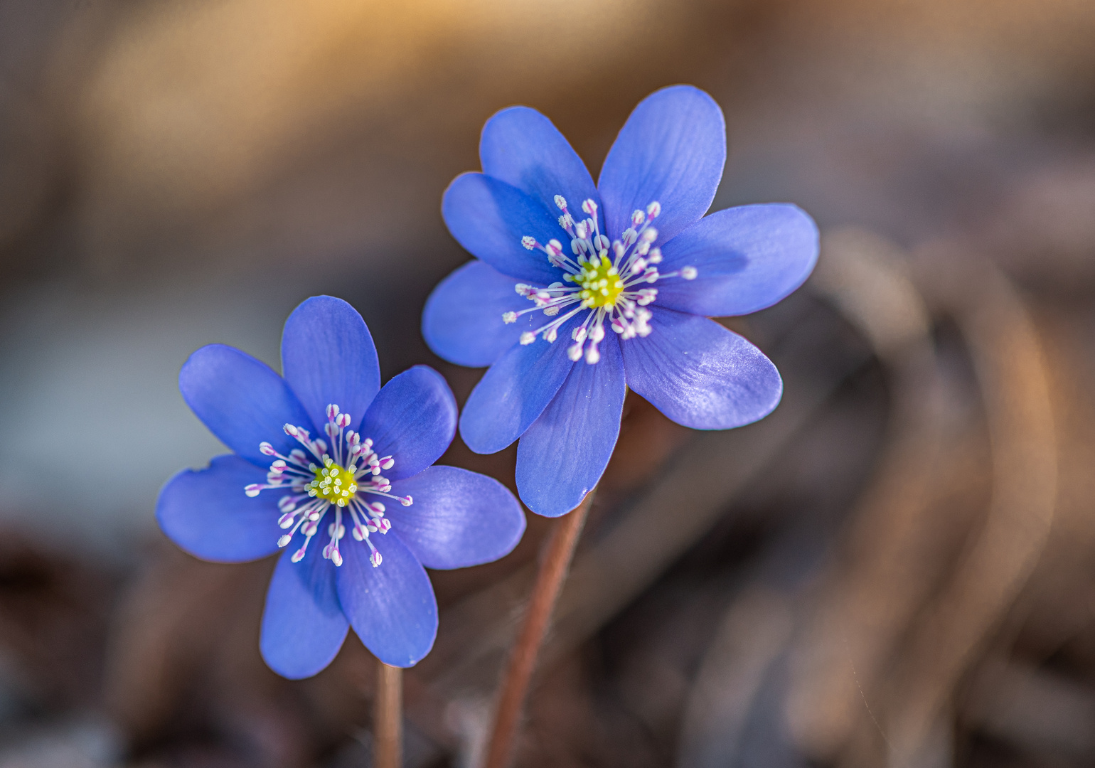 Leberblümchen - Frühling in Pastelltönen