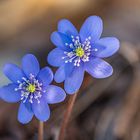 Leberblümchen - Frühling in Pastelltönen