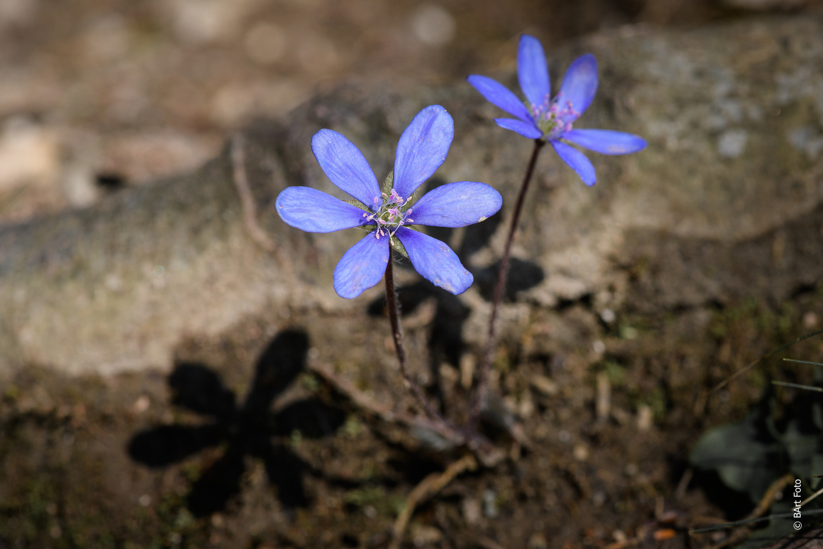 Leberblümchen Frühlingsboten