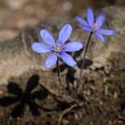 Leberblümchen Frühlingsboten