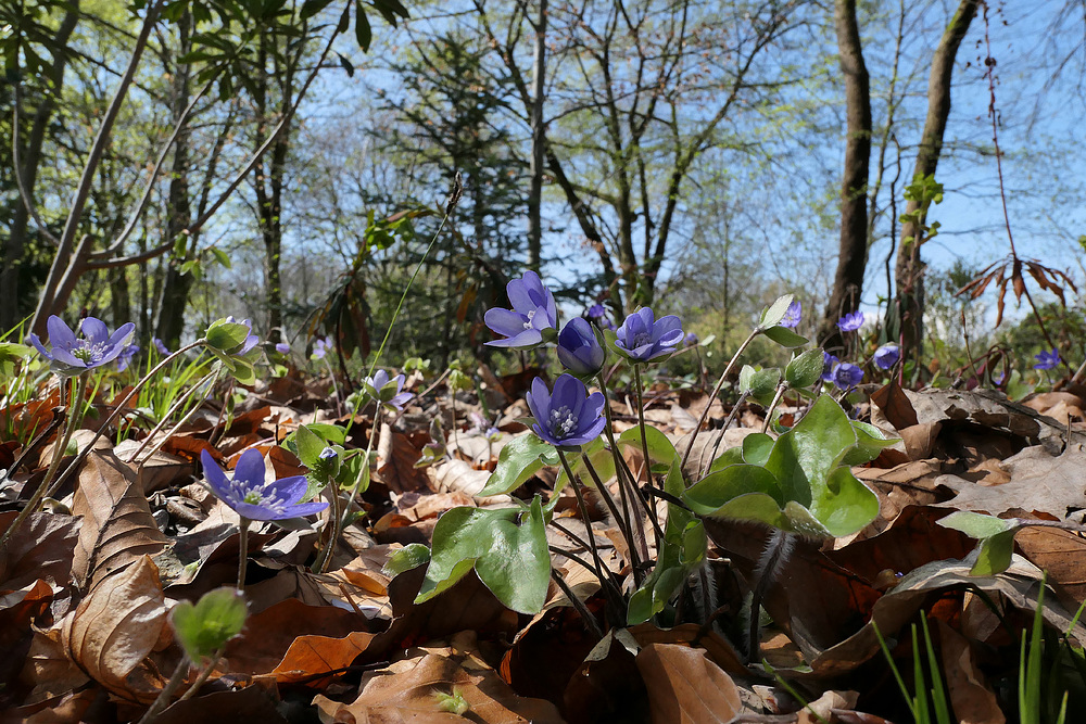 Leberblümchen: Frühlingsboten in Lila