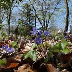 Leberblümchen: Frühlingsboten in Lila